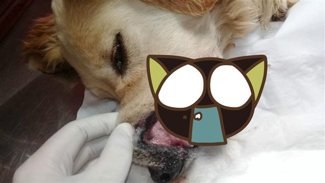 黃金獵犬啃骨頭！結果遭「鎖下顎」