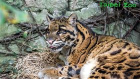 台北市立動物園雲豹奶奶「雲新」（圖／台北市立動物園提供）