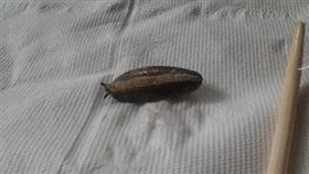 香菇變蛞蝓網友嚇傻。