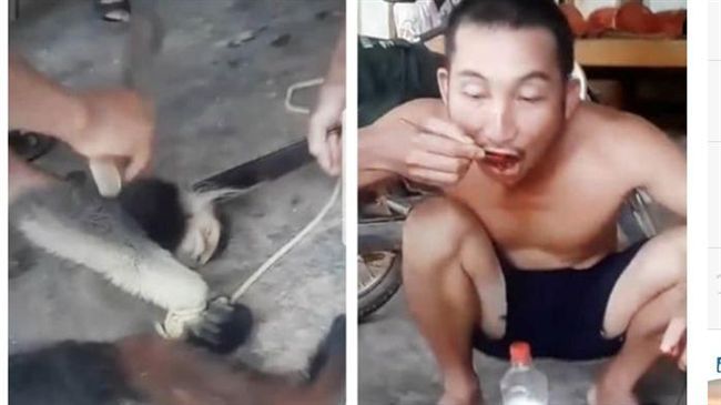 活宰猴子直播吃腦　網憤怒肉搜5狠男