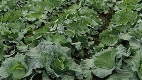 高麗菜價,農委會 圖/翻攝自臉書社團嘉義新鮮事