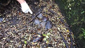 違法繁殖保育類野生動物食蛇龜，遭警方查獲。（圖／翻攝畫面）