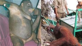 紅毛猩猩波尼（Pony），被人類當性奴長達6年。（圖／翻攝自《太陽報》）