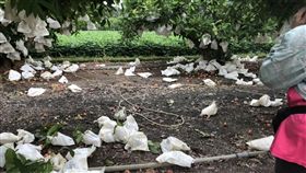 惡匪狠砸30棵黑珍珠蓮霧　園主哭了！下周可收成竟全毀（圖／翻攝畫面）