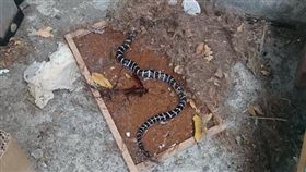 雨傘節,劇毒,1999,黏鼠板,爆廢公社 圖／爆廢公社