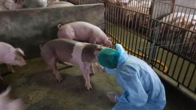 阻絕非洲豬瘟  屏東縣府啟動防疫措施（1）中國非洲豬瘟疫情持續擴散，台灣查獲過2件從中國攜回香腸驗出非洲豬瘟病毒基因，屏東縣政府啟動非洲豬瘟防疫措施。（屏東縣政府提供）中央社記者郭芷瑄傳真  107年11月28日