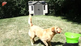 「你丟我撿」自己玩　黃金的邊緣日常