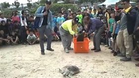 海洋垃圾受害小海龜重返大海屏東縣政府29日在小琉球舉辦「海洋保育總動員，海龜回家樂團圓」環境教育活動，邀請大小朋友見證一隻曾因海洋垃圾耗盡體力的海龜，重返海洋。（屏東縣環保局提供）中央社記者郭芷瑄傳真　107年11月29日