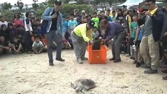 小海龜繞頸7個月治療　百人護送返洋