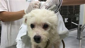 狗,餓死,新北,棄養（圖／翻攝自新北市動保處網站）