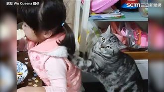 厭世貓幫小女孩按摩　網友：已羨慕！