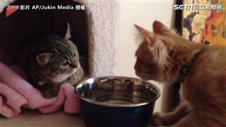 「給我喝一口」雙喵搶水戰開打就ＧＧ