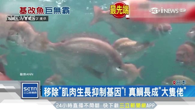 真鯛基因編輯長成大隻佬！日本人怕怕