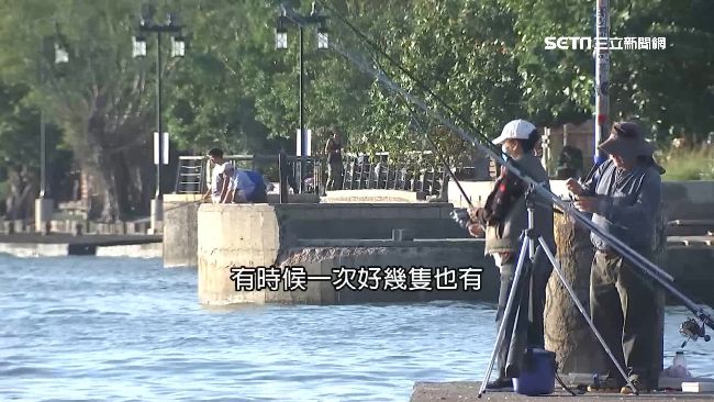 魚種多又易上鉤　釣客瘋湧淡水河口