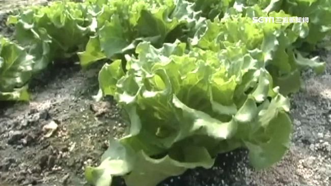 為何青菜取名「大陸妹」？原來因為她