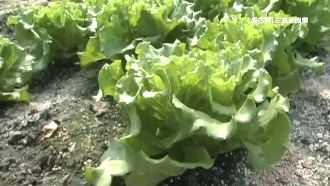 「大陸妹」涉歧視？農委會推正名惹議