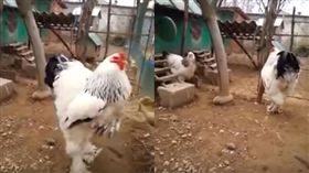 科索沃巨雞大到沒人信　網：這裡面有工讀生吧？（圖／擷取自 Chit Elinon YouTube）