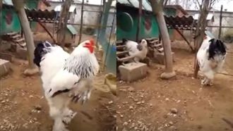 巨雞大到沒人信　網狂喊：工讀生出來