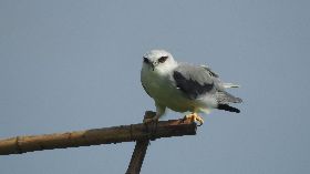 霧峰稻田設棲架　吸引黑翅鳶停駐覓食（