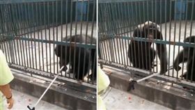 黑猩猩,大陸,自拍棒,動物園
https://www.youtube.com/watch?v=3AeM7rCTcHg