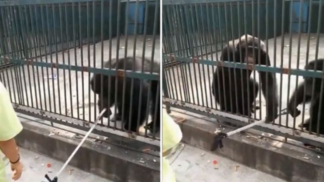 頑皮猩猩搶走自拍棒！牠上前制止同伴