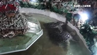 海龜囚地下室　澎湖大義宮遭控虐待