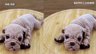 沙皮狗甜品自己做　逼真到捨不得吃