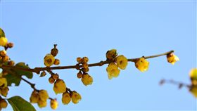 武陵臘梅綻放　芬香滿園台中市和平區武陵農場內的臘梅已悄然綻放，朵朵梅花綻放枝頭迎賓，芬香滿園。（武陵農場提供）中央社記者趙麗妍傳真　107年11月30日