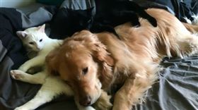 黃金獵犬,貓,疊疊樂（圖／翻攝自mojito_rose IG）