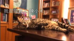 陳其邁的貓  陳小米（圖／翻攝自陳其邁 Chen Chi-Mai臉書粉絲專頁）