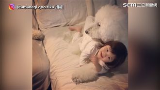 巨型貴賓犬變身保姆　萌娃娃好幸福