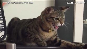 喵皇森氣氣啦！「誰准你關門？」