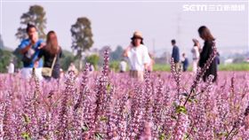 2018桃園花彩節,花咕朵兒,桃園市農業局,花彩節,桃園
