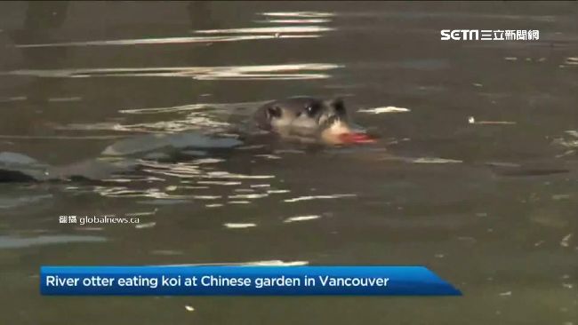 水獺闖公園！獵殺昂貴錦鯉竟還成網紅