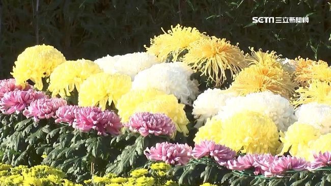 周末打卡熱！士林官邸「眾星雲菊」