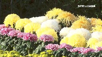 周末打卡熱！士林官邸「眾星雲菊」