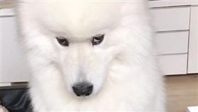 薩摩耶,摸摸,狗,生氣,燦笑（圖／翻攝自ghost_the_samoyed 
 IG）