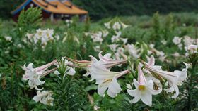 撒下百合花種　盼龜山島來年花海更盛每年4月到5月是龜山島上的百合花季。為讓環境生態永續，交通部觀光局日前在龜山島封島時，邀請遊客共同撒下百合花種，期盼島上來年的花海更為茂盛。圖為今年4月花海景觀。（東北角風管處提供）中央社記者沈如峰宜蘭傳真　107年12月2日