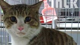 因版權問題，名家圖請勿使用，謝謝您。