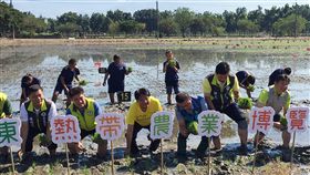2019屏東熱帶農業博覽會　彩稻田插秧（1）2019屏東熱帶農業博覽會將登場，屏東縣長潘孟安（前右4）3日與青葉國小學童等人一起象徵性插下彩稻田的秧苗。中央社記者郭芷瑄攝　107年12月3日