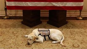 老布希的服務犬薩利。（圖／翻攝自Instagram@sullyhwbush）