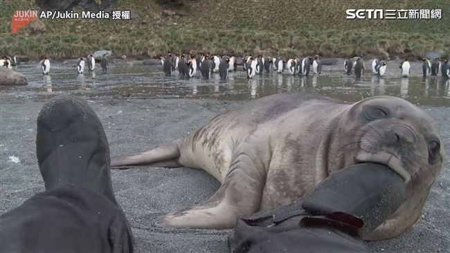 拜託！讓我吃　超萌小海豹求吃靴