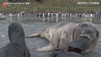 拜託！讓我吃　超萌小海豹求吃靴