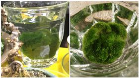 日本,綠藻,纖維,寵物,獨居(圖/翻攝自推特)