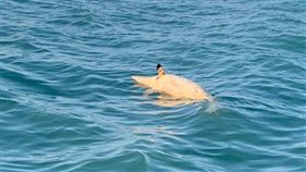 網友出海驚見白海豚屍體，po文悼念網友大歪樓。（圖／翻攝爆料公社）