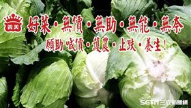 高麗菜,義美食品,高志明,高麗菜乾