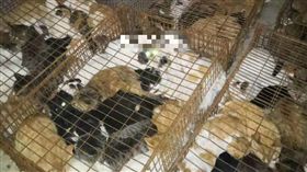 貓,屠宰場,加工,火腿腸　圖／微博