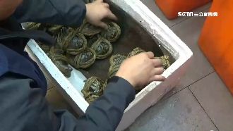 戴奧辛蟹害虧損！不肖商竟走私大閘蟹