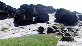 東管處擬推動小野柳更名富岡地質公園台東富岡海岸因地質景觀和北海岸野柳風景區相似，被稱為「小野柳」。交通部觀光局東部海岸國家風景區管理處有意更名為「富岡地質公園」，引起地方關切。中央社記者盧太城台東攝　107年12月5日