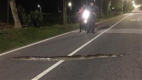 金門,緬甸蟒,蟒蛇,肥胖,過馬路(圖/翻攝自靠北金門)